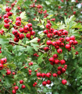 Crataegus azarolus 'Rosso'